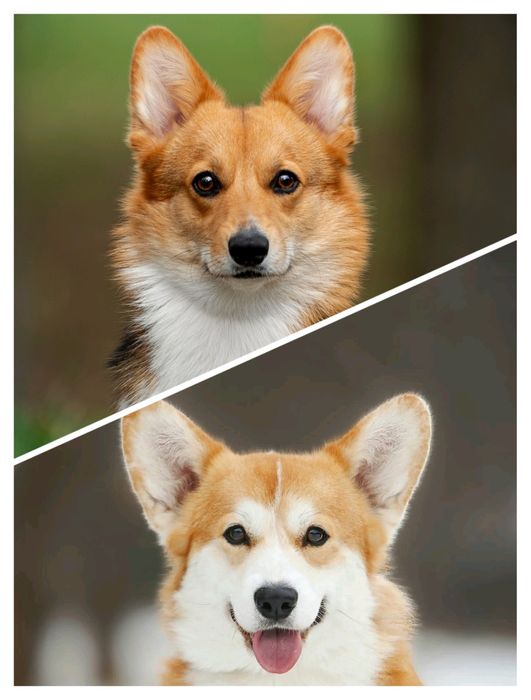 Вельш Коргі Пемброк