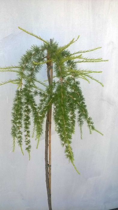 Modrzew płaczący PENDULA szczepiony NA PNIU wys. 150 cm