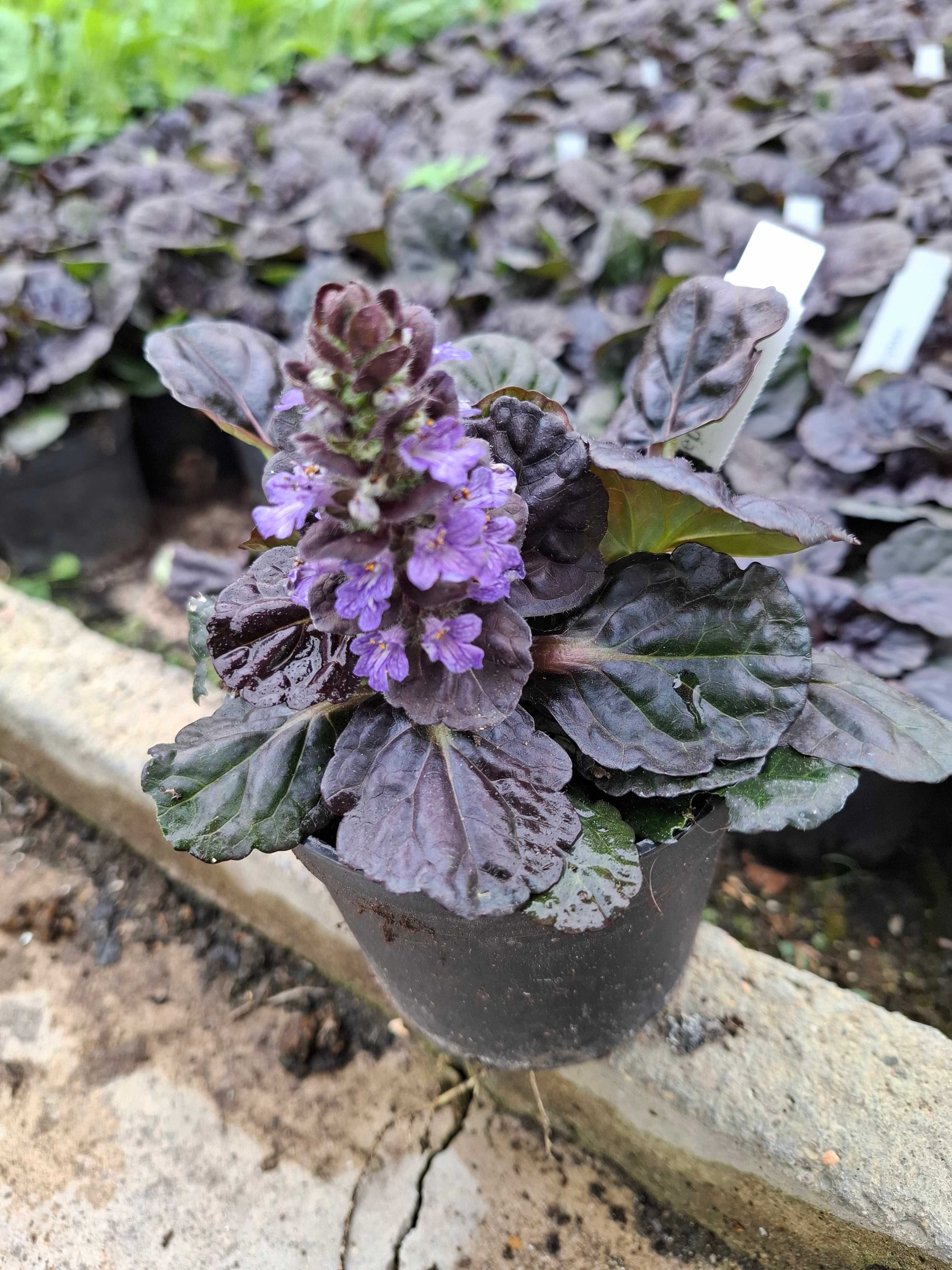 Dąbrówka rozłogowa 'Black Scallop', Ajuga reptans