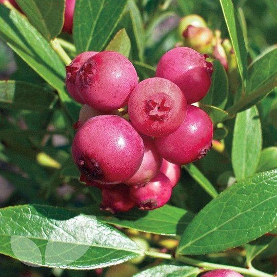 Planta MIRTILO VERMELHO - Mais doce - Em produção