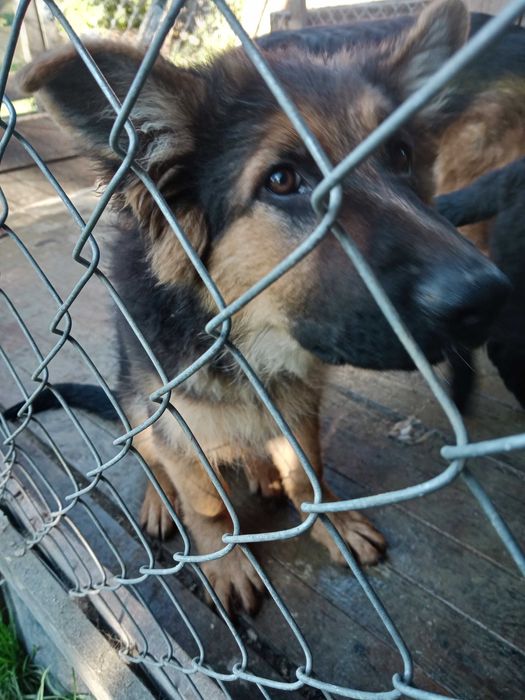 Szczenię do oddania