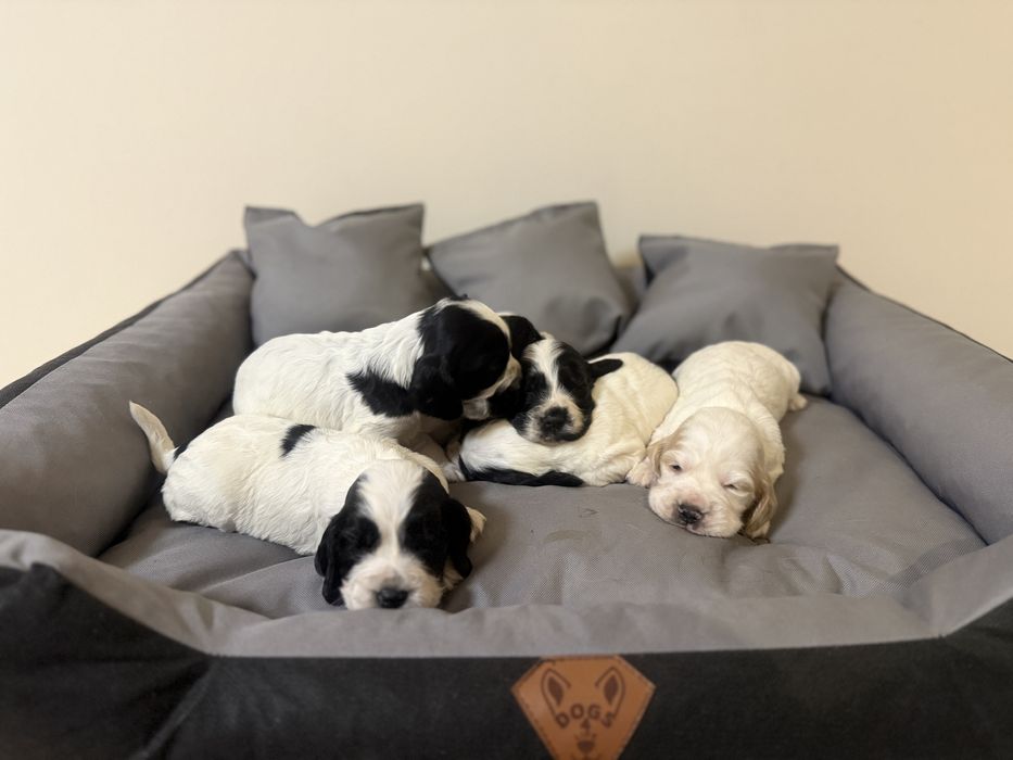 Piesek cocker spaniel angielski szczenię