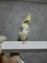 Попугай корелла мальчик