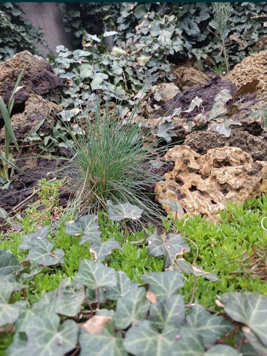 Овсяница сизая  .Фестука