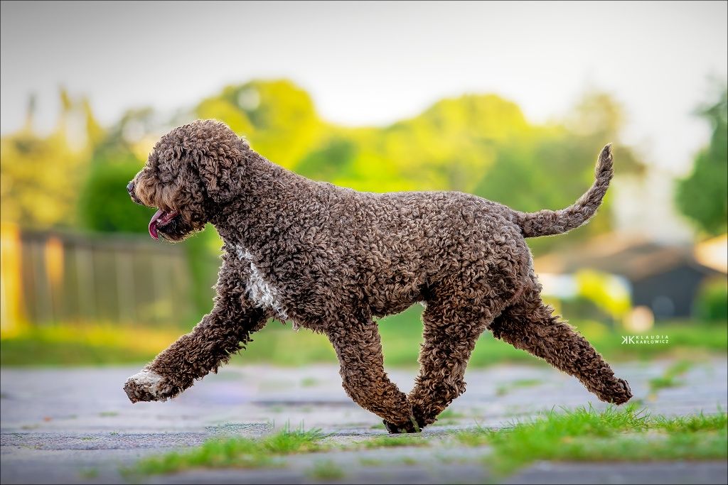 Lagotto Romagnolo