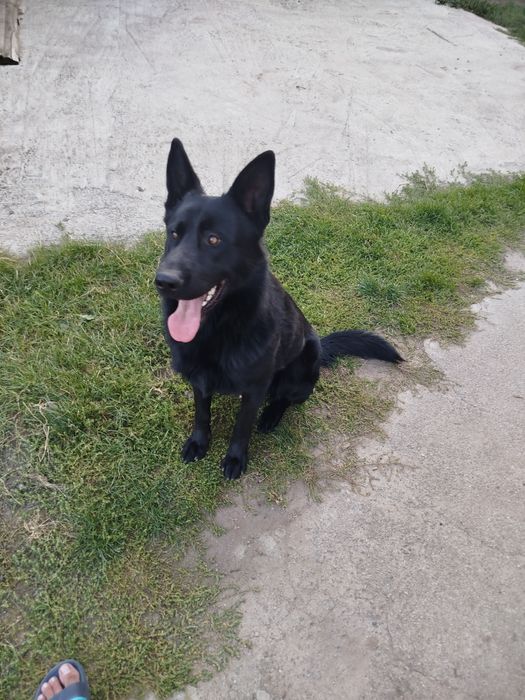 В'язка німецька вівчарка