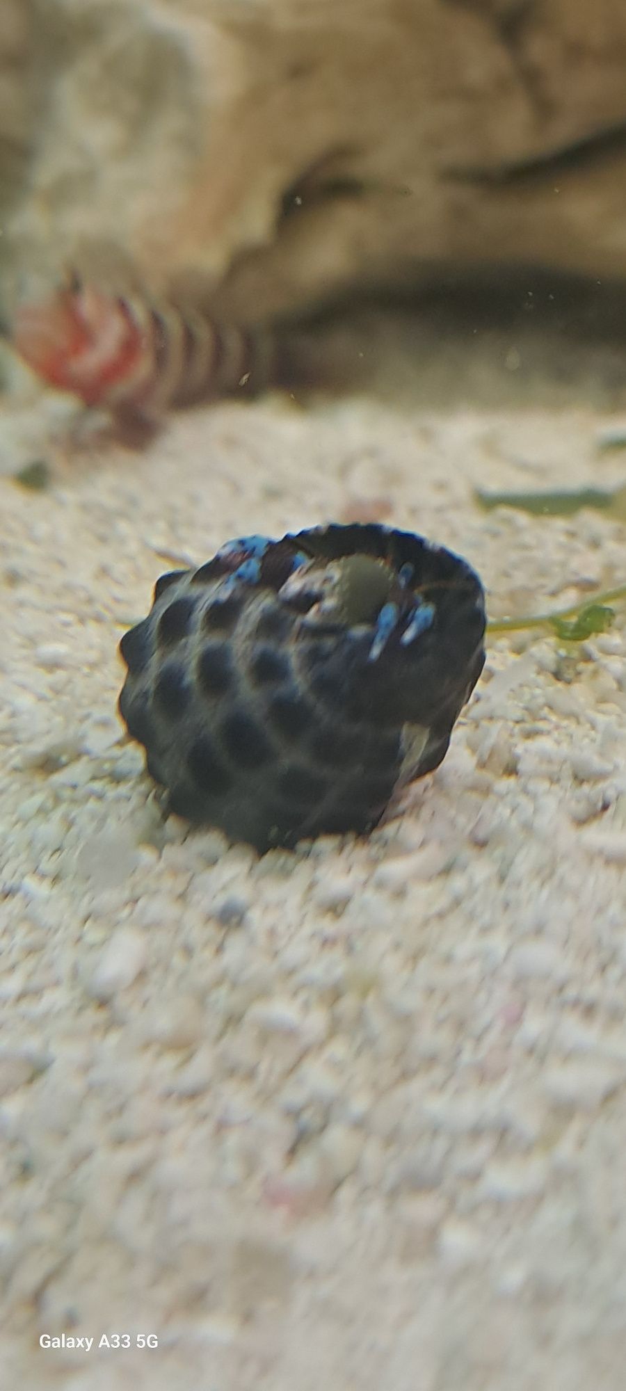 Krab pustelnik -Calcinus sp.