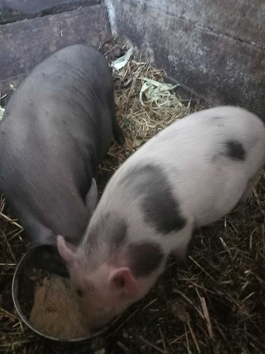 Świniaki, on i ona. Sprzedam