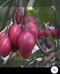 Vendo tamarilho redondo