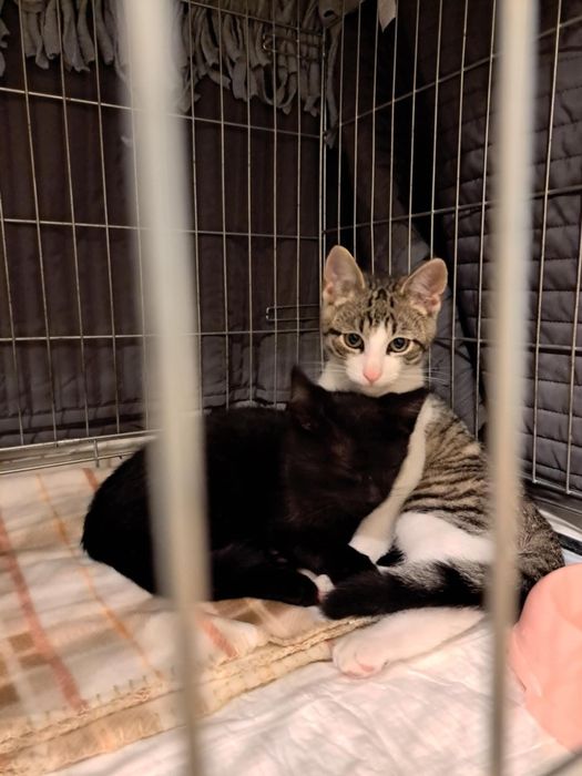 Uroczy dwupak szuka domu!