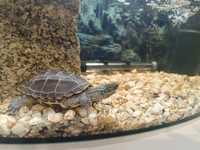 Żółw chiński z akwarium i akcesoriami