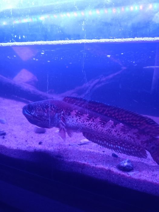 Channa aurantimaculata