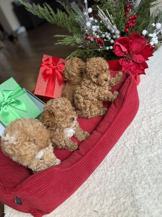 Найкрасіші цуценятка під ялинку мальтипу