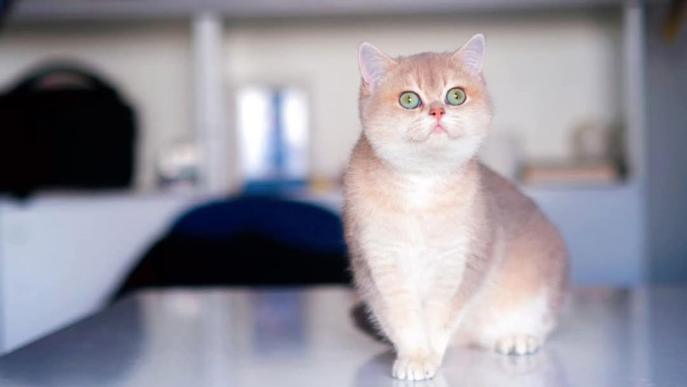 Британська кішечка BRI ay 11.Документи  WCF