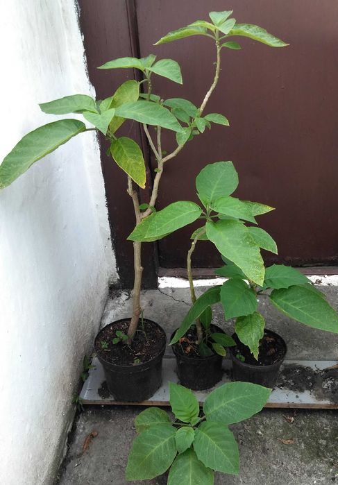 бругмансии махровые розовая оранж деревца черенки