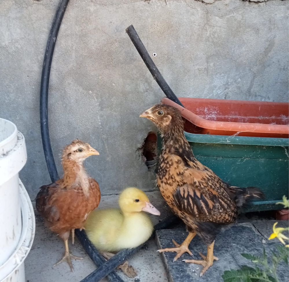 Frangas , pintos e patos