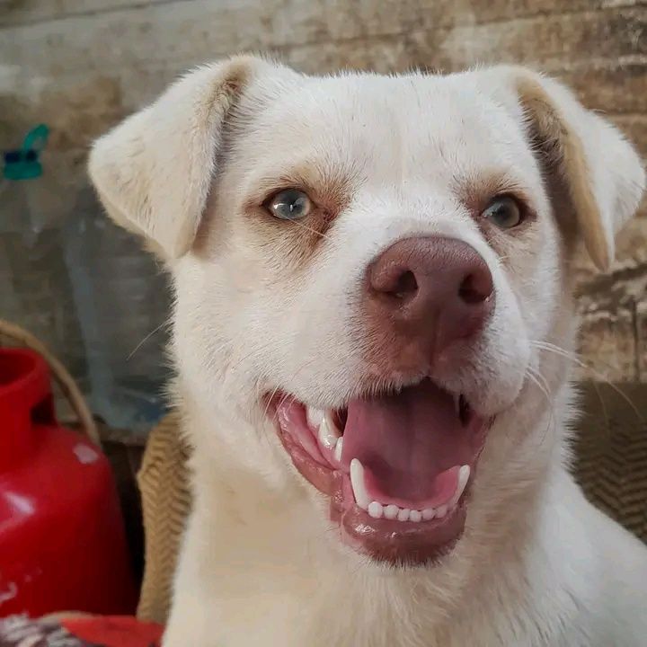 Cadela para adopcao