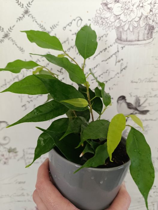 Фікус Бенджаміна Неон,молоді рослинки