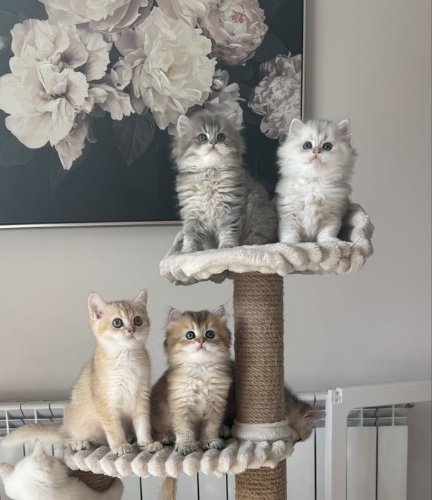 Kot kotka brytyjska FIFe FPL prawdziwy rodowód GWARANCJA