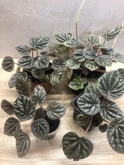 Хризантема коралова у вигляді ромашки.Кімнатні квіти різні