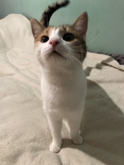 Котенок в добрые руки