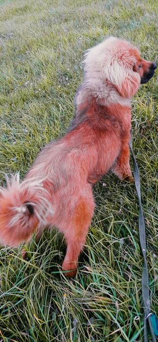 Mastif Tybetański FCI suczka