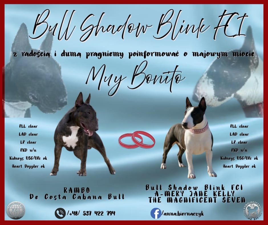Bulterier miniaturowy