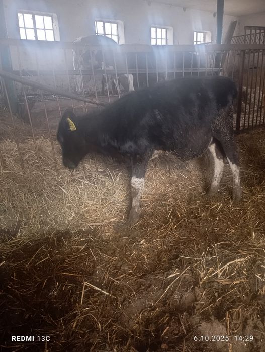 Jałówka jałówki simental cielna. Cielaki