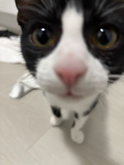 Gatinho macho vacinado