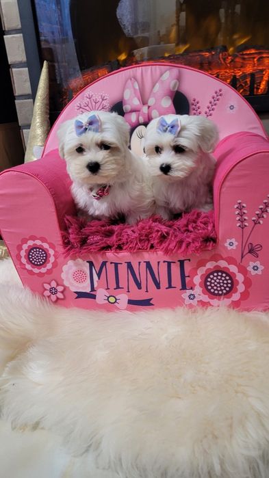 Śliczna suczka maltańczyk z wyprawka