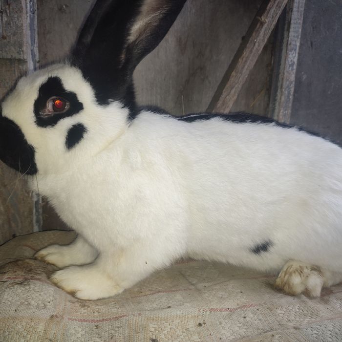 Кроликі строкачі