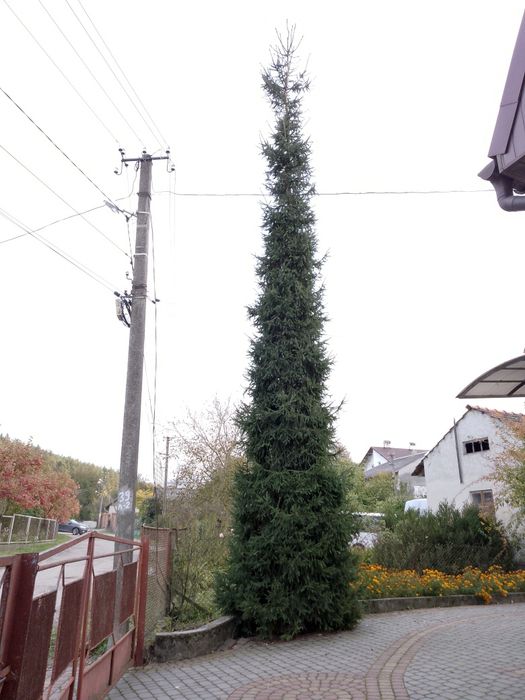 Ялинка (Карпатська смерека)