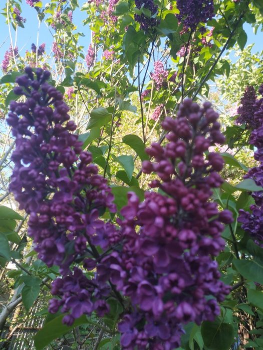 Сирени бузок фиолетовая