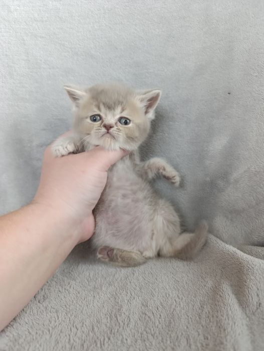 Скоттиш страйт фолд бриттиш шотландский британский котёнок кот кошка