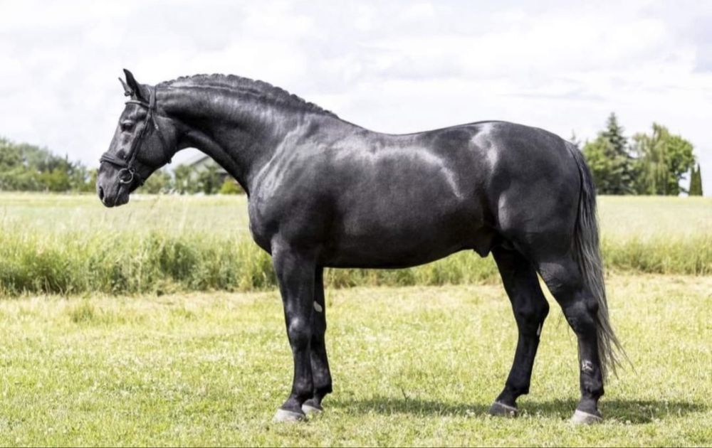 Ogier śląski Romario