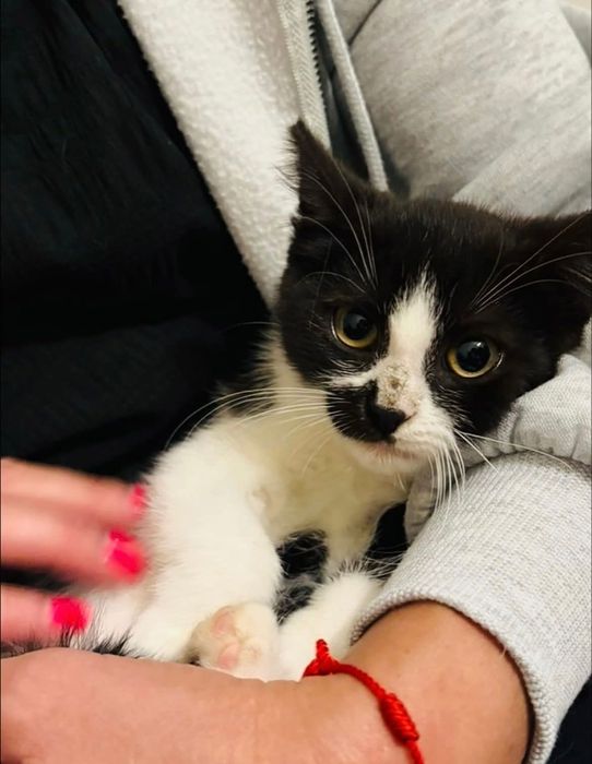 mała Aurora prosi o dom