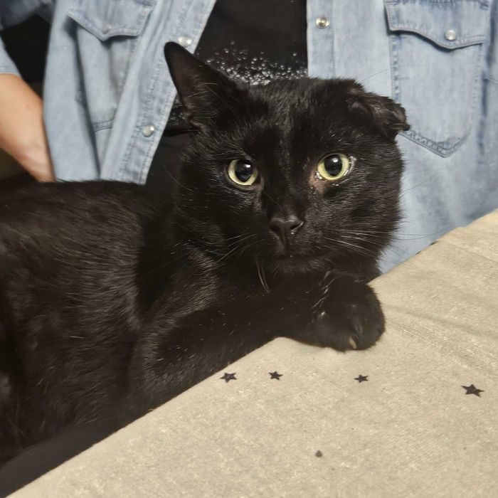 Czyja zguba? Czarny cudowny kocur.