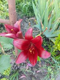 Квіти садові : лілія бордова/ біла лікарська
