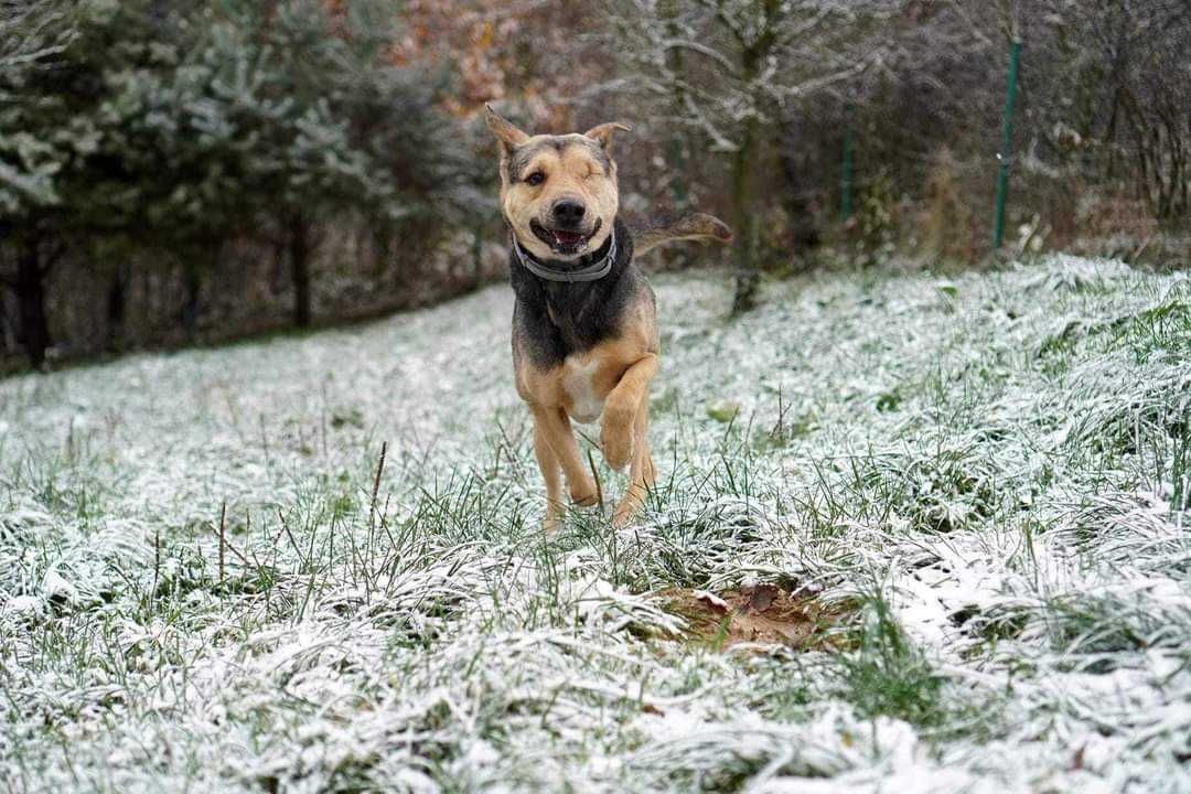 inteligentny, aktywny pies z Ukrainy szuka domu