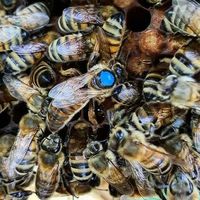 Matki pszczele z Niemiec - reprodukcyjne, hodowlane 2023
