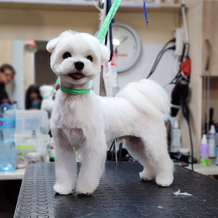 Стрижка собак та котів