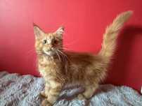 Kocurek Maine coon z rodowodem FPL