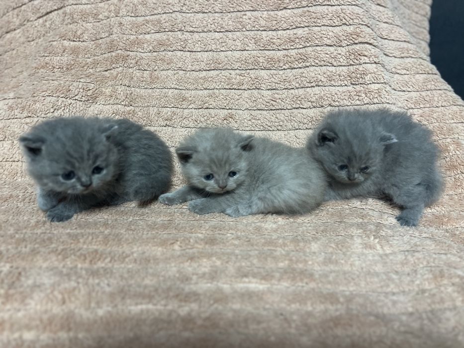 Koty brytyjskie krotkowlose