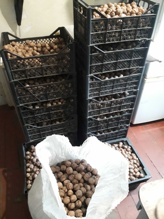 Продам грецкий орех