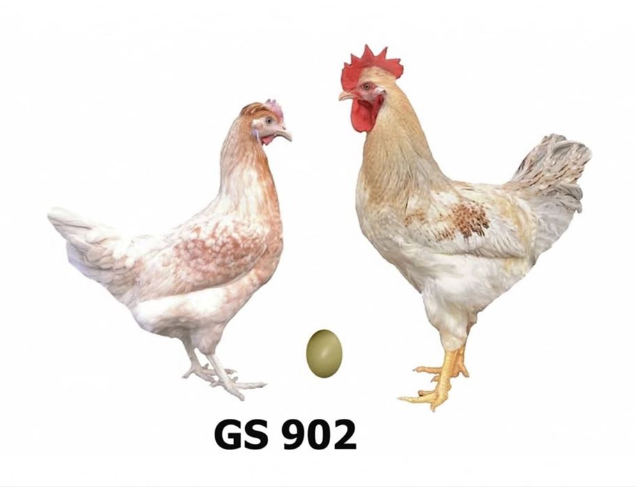 Продаж яйця для інкубації Домінант GS902 (кольорове яйце)