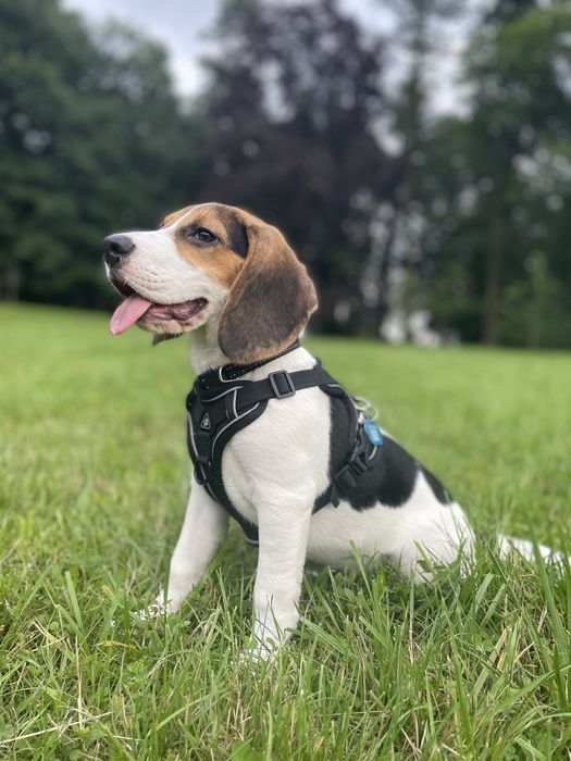 pies rasy beagle maści tricolor