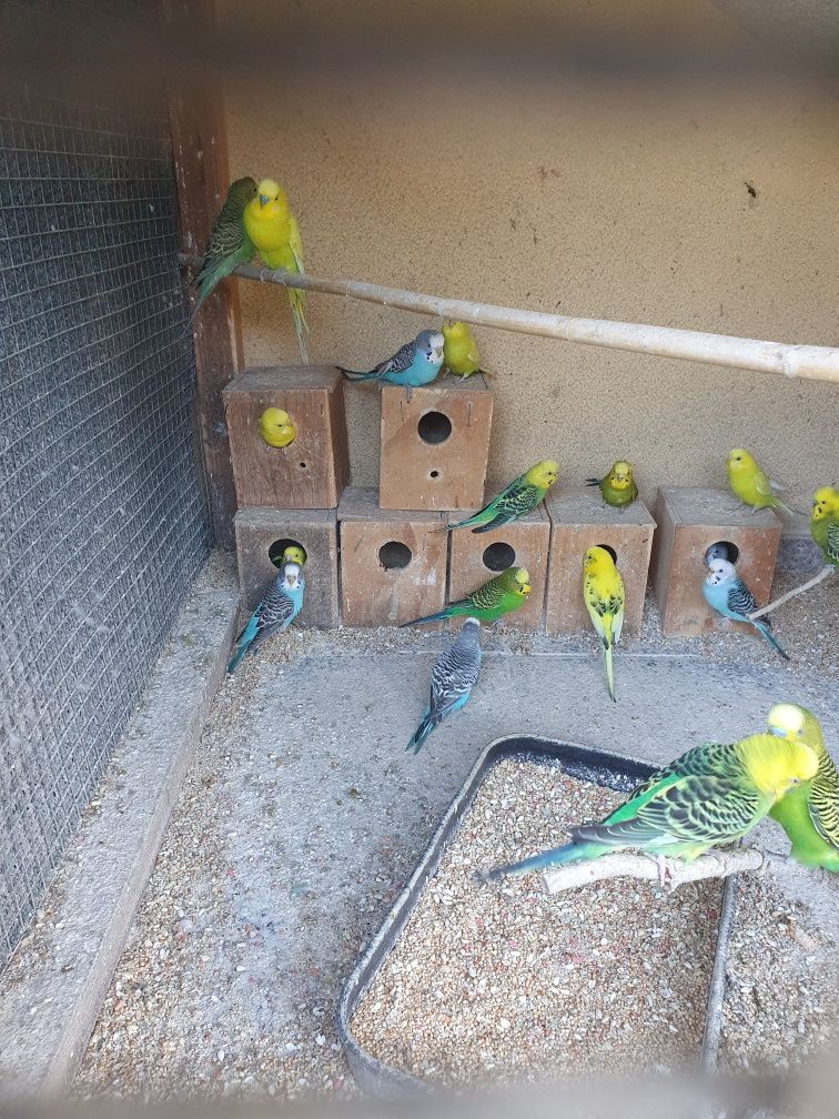 Periquitos Australiano