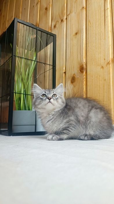 Srebrny kociak syberyjski rodowód WCF