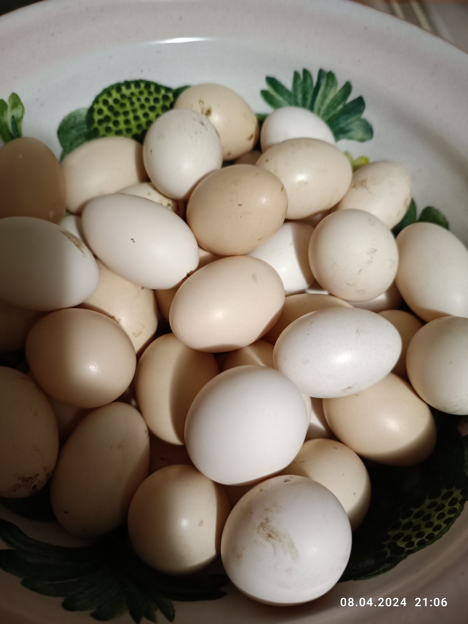 Карликові кури та їх інкубаційні яйці