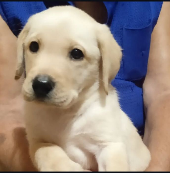 Щенки лабрадора ретривера